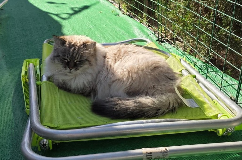 Neva Masquerade kattunge Venus